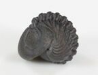 Detailed, Enrolled Eldredgeops Trilobite- New York #35161-1